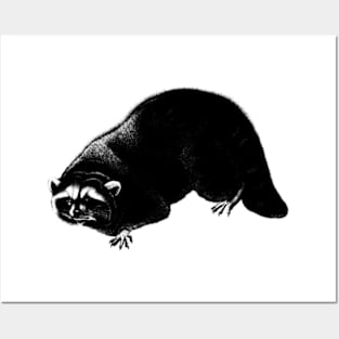 Mongoose Vintage // Pencil Drawing Posters and Art